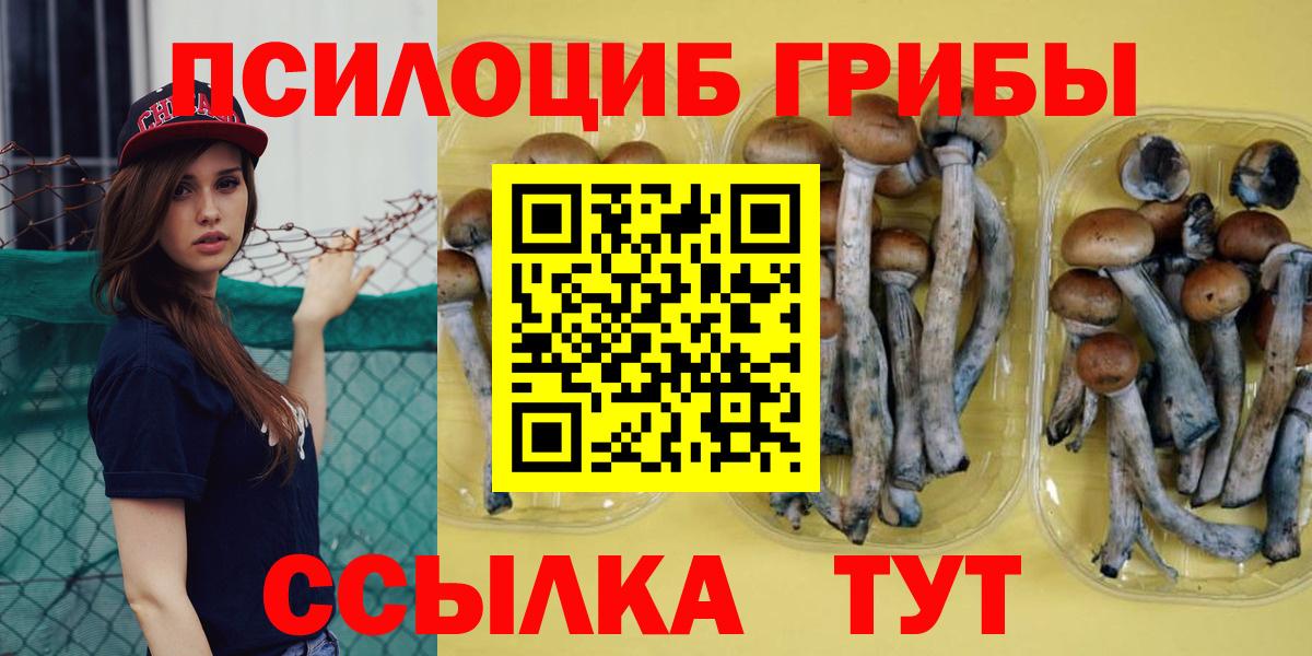 хочу   Псилоцибиновые грибы Psilocybe  Вход с VPN  Заринск 